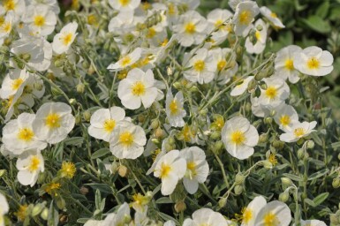 Helianthemum 'The Bride'