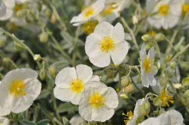 Helianthemum 'The Bride'