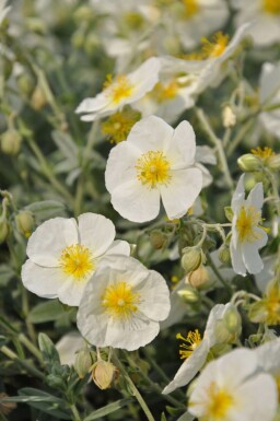 Helianthemum 'The Bride'