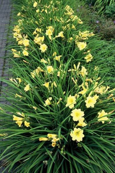 Hemerocallis 'Stella de Oro'