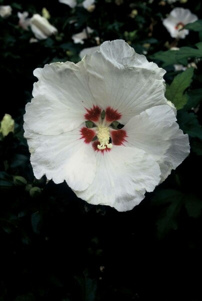 Hibiscus syriacus 'Red Heart'