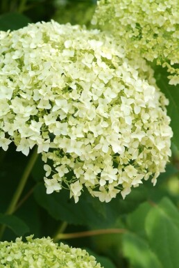 Hydrangea arborescens 'Annabelle'