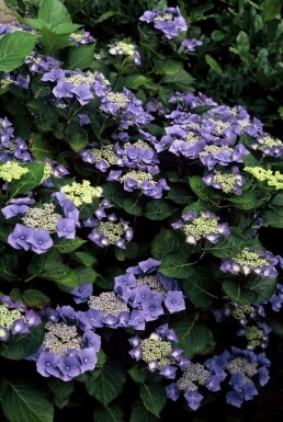 Hydrangea macrophylla 'Blaumeise'