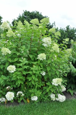 Hydrangea paniculata 'Limelight'