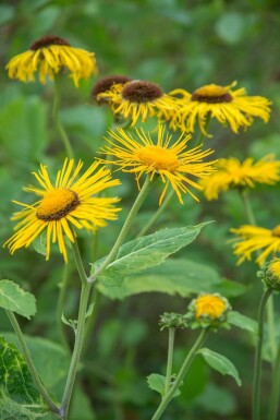 Inula ensifolia