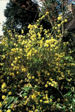 Kerria japonica 'Pleniflora'