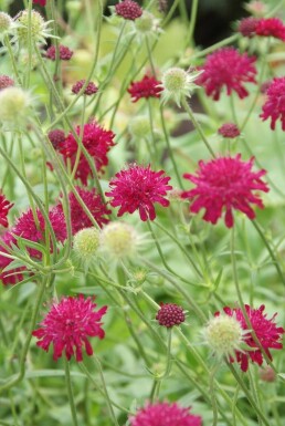 Knautia macedonica