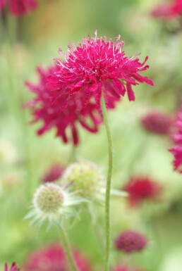 Knautia macedonica