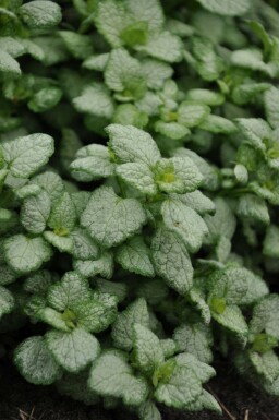 Lamium maculatum 'White Nancy'