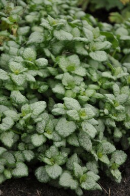 Plettet tvetand Lamium maculatum 'White Nancy' 5-10 potte P9