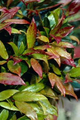 Leucothoe 'Zeblid'