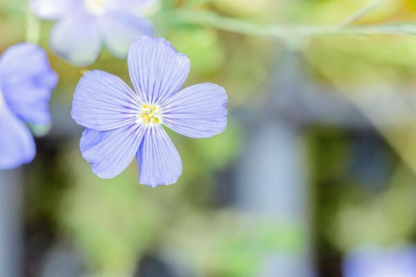 Linum perenne 'Saphir'