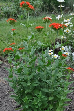 Lychnis chalcedonica