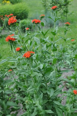 Lychnis chalcedonica