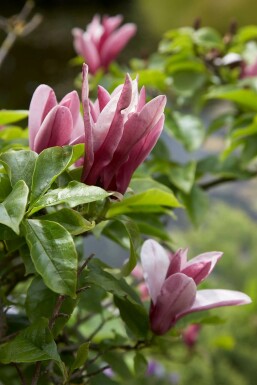 Magnolia 'Susan'