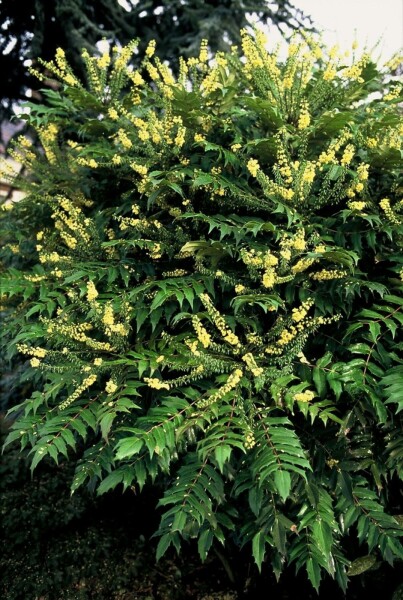 Mahonia × media 'Winter Sun'