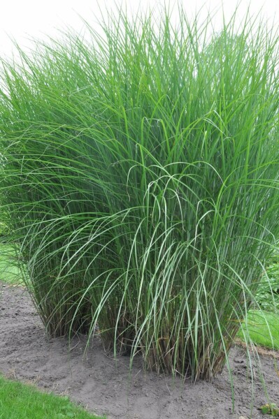 Miscanthus sinensis 'Gracillimus'