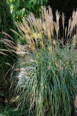 Kinesisk elefantgræs Miscanthus sinensis 'Yakushima Dwarf' 5-10 potte P9