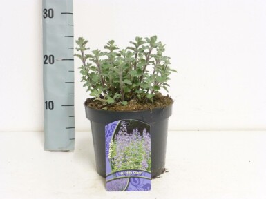 Nepeta × faassenii 'Six Hills Giant'