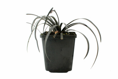 Ophiopogon planiscapus 'Niger'