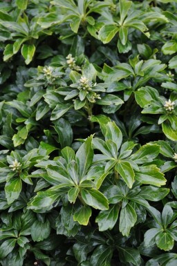 Pachysandra terminalis 'Green Sheen'