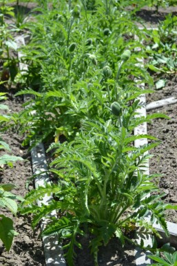 Papaver orientale 'Allegro'