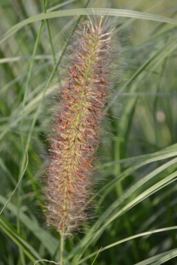 Pennisetum alopecuroides 'Magic'