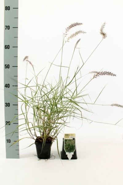 Pennisetum orientale