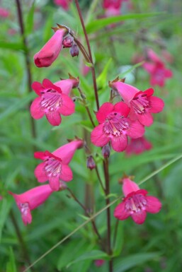 Penstemon 'Andenken an F. Hahn'