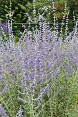 Perovskia atriplicifolia 'Blue Spire'