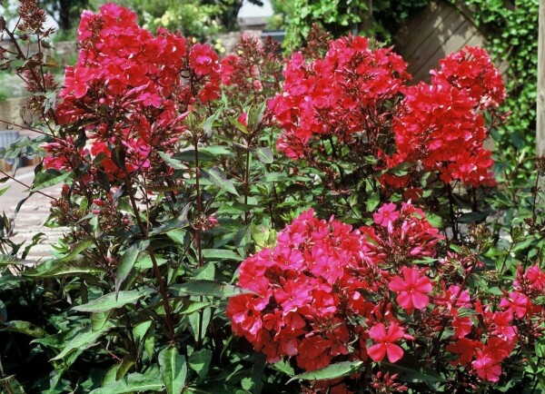 Phlox paniculata 'Starfire'