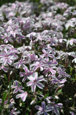 Phlox subulata 'Candy Stripes'