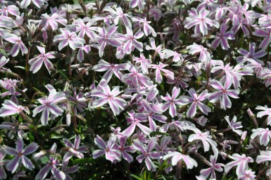 Phlox subulata 'Candy Stripes'