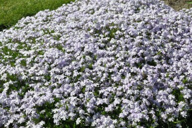 Phlox subulata 'Emerald Cushion Blue'