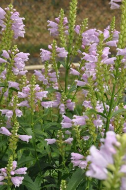 Physostegia virginiana 'Bouquet Rose'