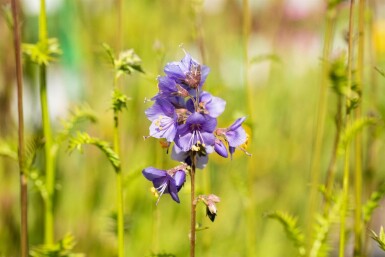 Polemonium caeruleum