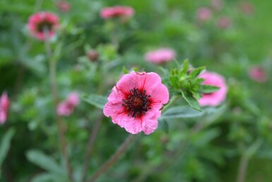 Potentilla nepalensis 'Miss Willmott'