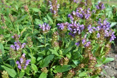 Prunella grandiflora