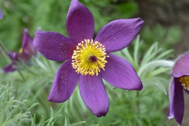 Pulsatilla vulgaris