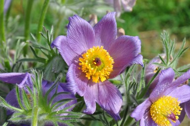 Pulsatilla vulgaris