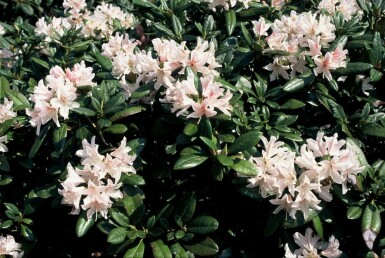 Rhododendron 'Cunningham's White'