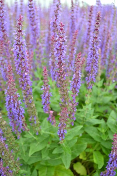 Salvia nemorosa 'Ostfriesland'