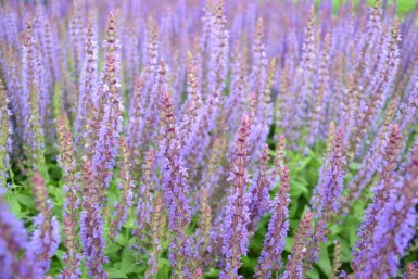 Salvia nemorosa 'Ostfriesland'