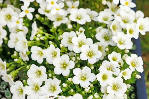 Saxifraga × arendsii 'Schneeteppich'