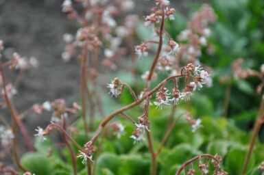 Saxifraga × urbium