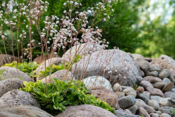 Saxifraga × urbium 'Variegata'