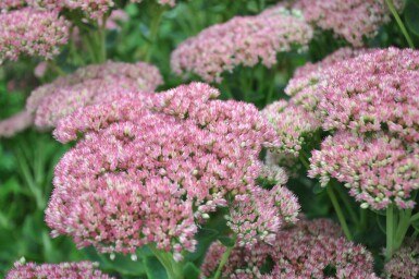 Sedum 'Herbstfreude'