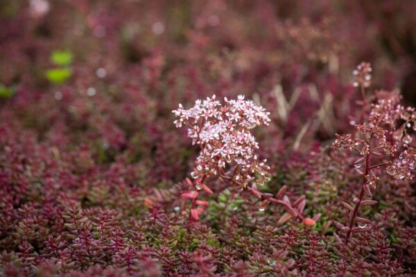 Sedum album 'Murale'