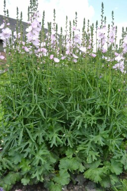 Sidalcea 'Elsie Heugh'