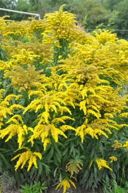 Solidago canadensis 'Goldkind'